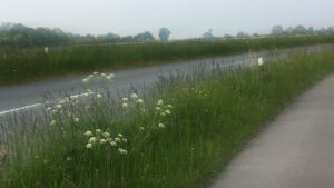 Straßenbegleitgrün