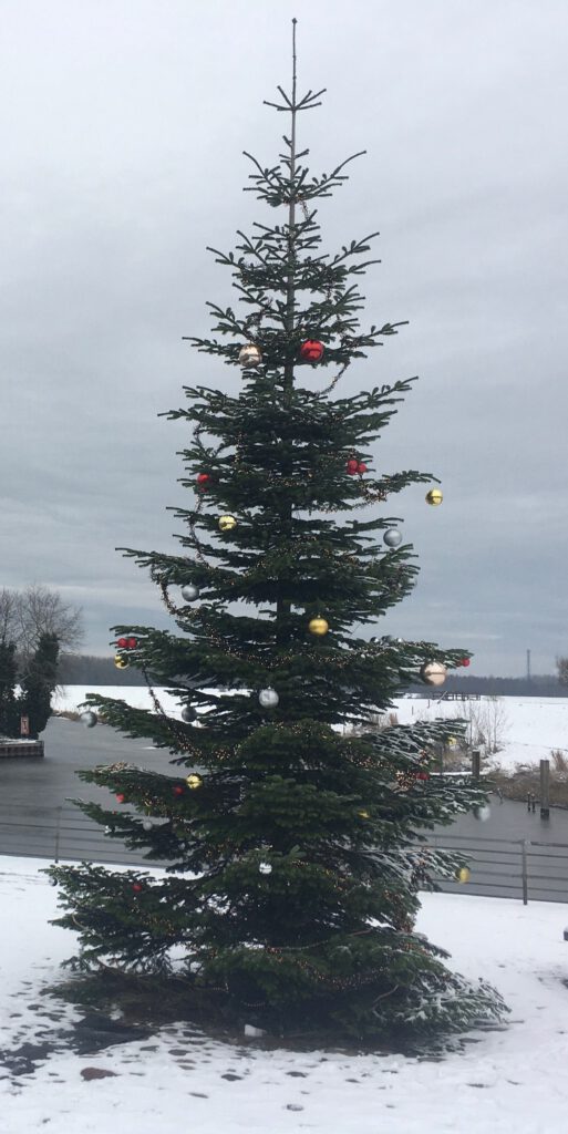 Weihnachtsbaum