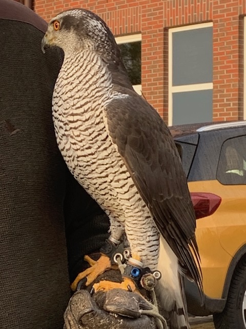 Falkner im Wangerland